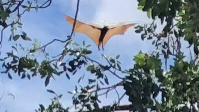 Flying foxes close footpath
