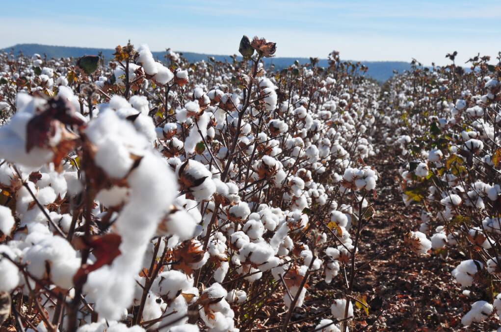 A rain-fed cotton crop just weeks from harvest in the Douglas-Daly.