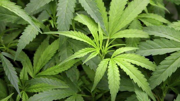 Medicinal cannabis for rural patients