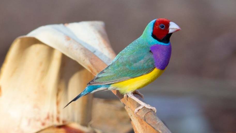 Australia's most colourful bird, which likes to call Katherine home, is the Gouldian finch.