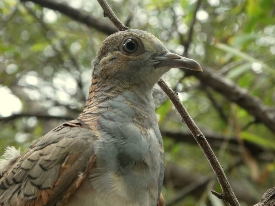 BLESSED WITH BIRDLIFE: Bar Shouldered Doves are one of the most common bird species in our backyards.