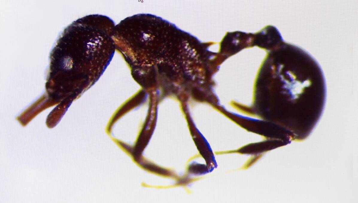 The tiny ant, Epopostruma, found at Nitmiluk but has never been found anywhere else.