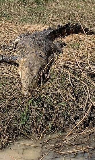 Crocs shot, park rangers investigate