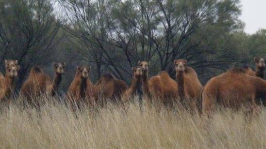 Wild camels have become a plague in central Australia. Picture: Centre for Invasive Species Solutions.