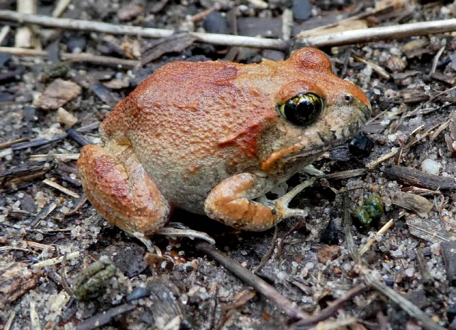 ORNATE: This little frog, named for the ornate patterns on its slightly warty skin, has a coat of many colours.