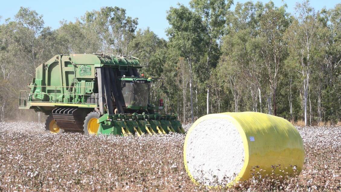 Cotton factory may be built here as enthusiasm grows for the crop