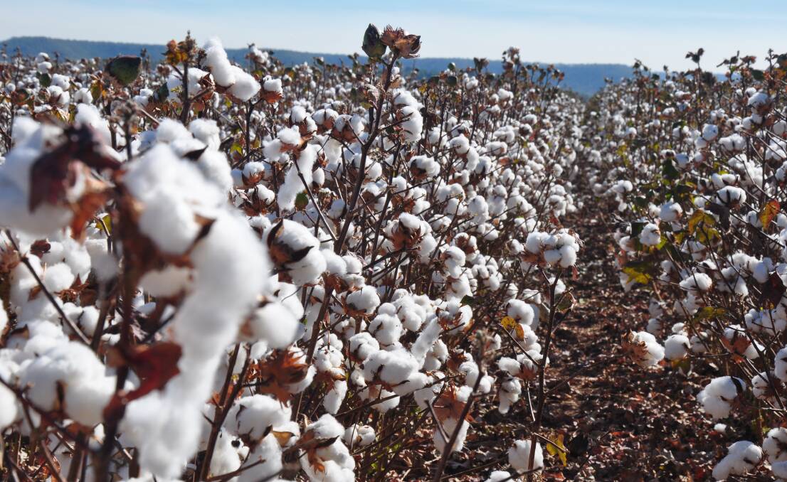 A successful cotton crop in the Daly River region.