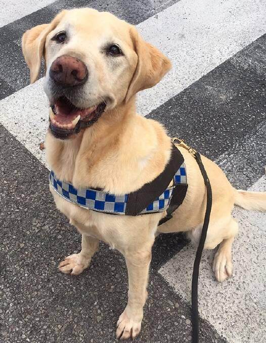 Police drug detector dog Leo has passed away, after serving in many areas of the NT, including Katherine. Picture: NT Police.