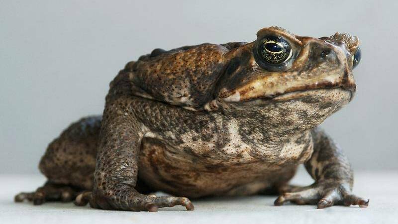 A prominent animal welfare group wants people to stop clubbing cane toads.