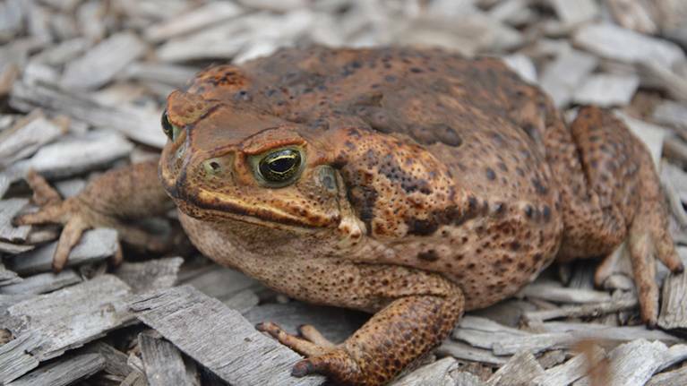 ​Show a cane toad some love - put down that club