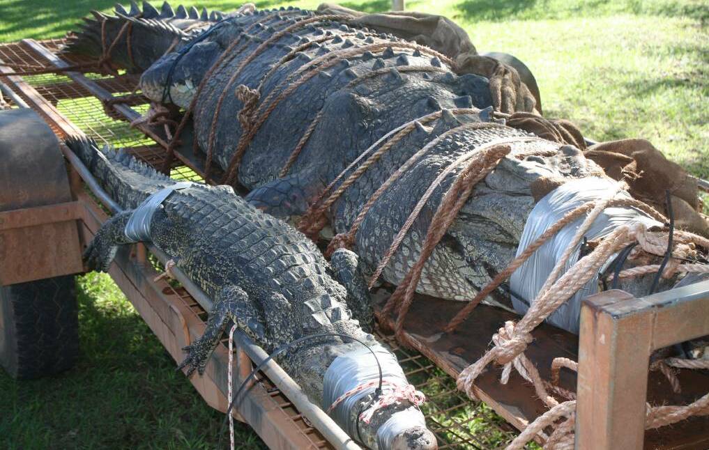 This record-breaking crocodile was taken from the Katherine River this week, with a smaller two-metre female. Picture: Roxanne Fitzgerald.