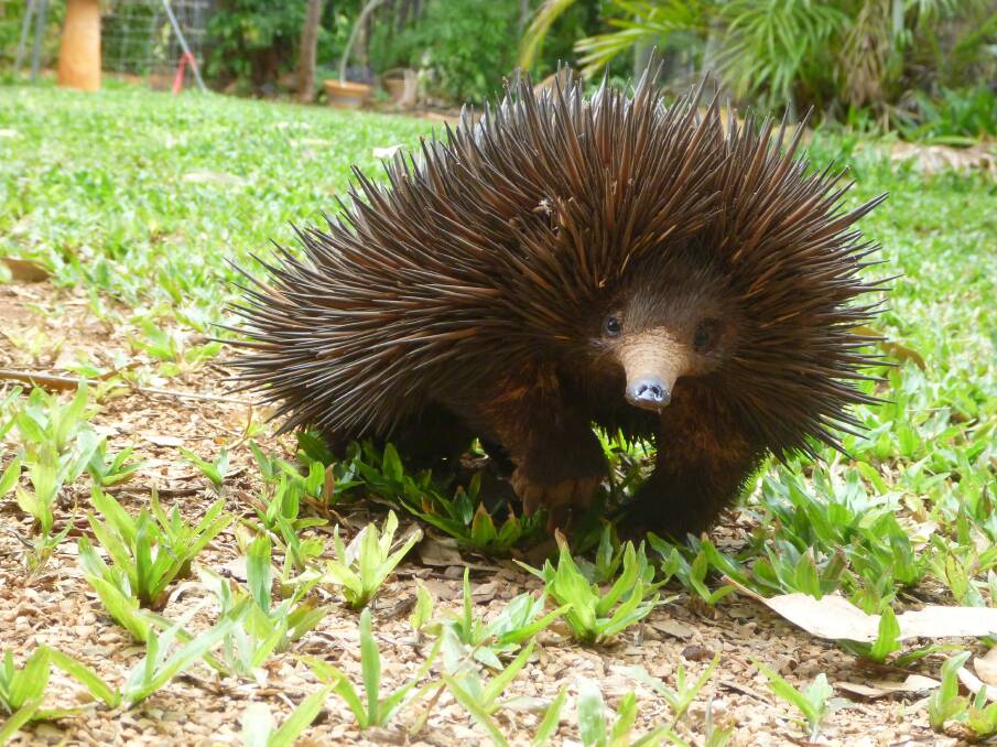 COMMON ENOUGH: Echidnas are common around Katherine but tend to hunt in the cool of the night, hiding from the heat of the day in caves or hollow logs. You will rarely see them.
