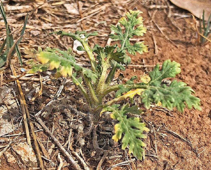 The declared weed parthenium (Parthenium hysterophorous) was found in the Katherine region.