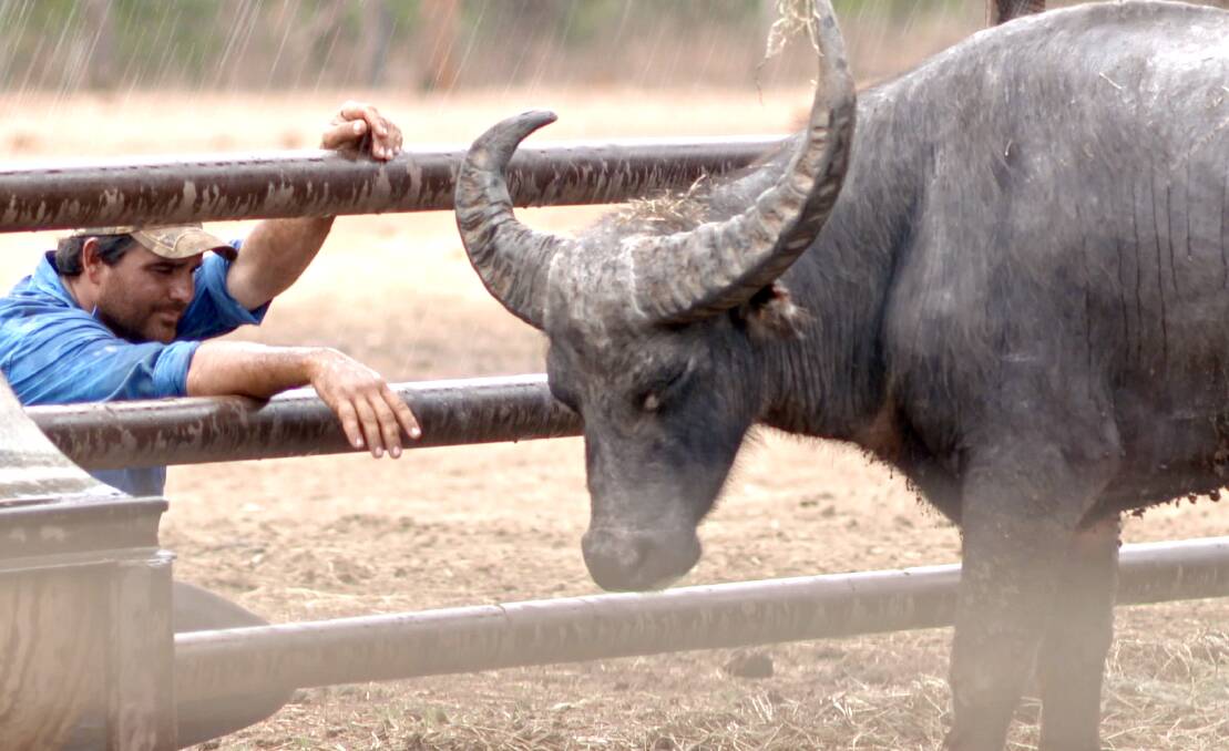 RIDE'EM COWBOY: Well not quite, but Katherine water buffalo are being re-trained to help riders train for Australia's biggest campdraft. Picture: Gun Ringer.