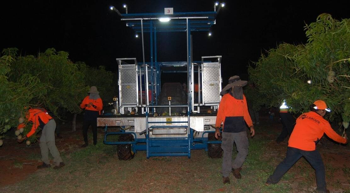 The mangoes are picked at night. Picture: supplied.