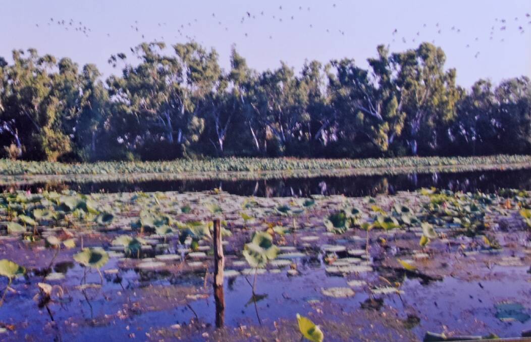 HOW IT ONCE WAS: One of the natural attractions of the Katherine region was the permanent billabong on Lily Pond Farm. Picture: Judy Holt.