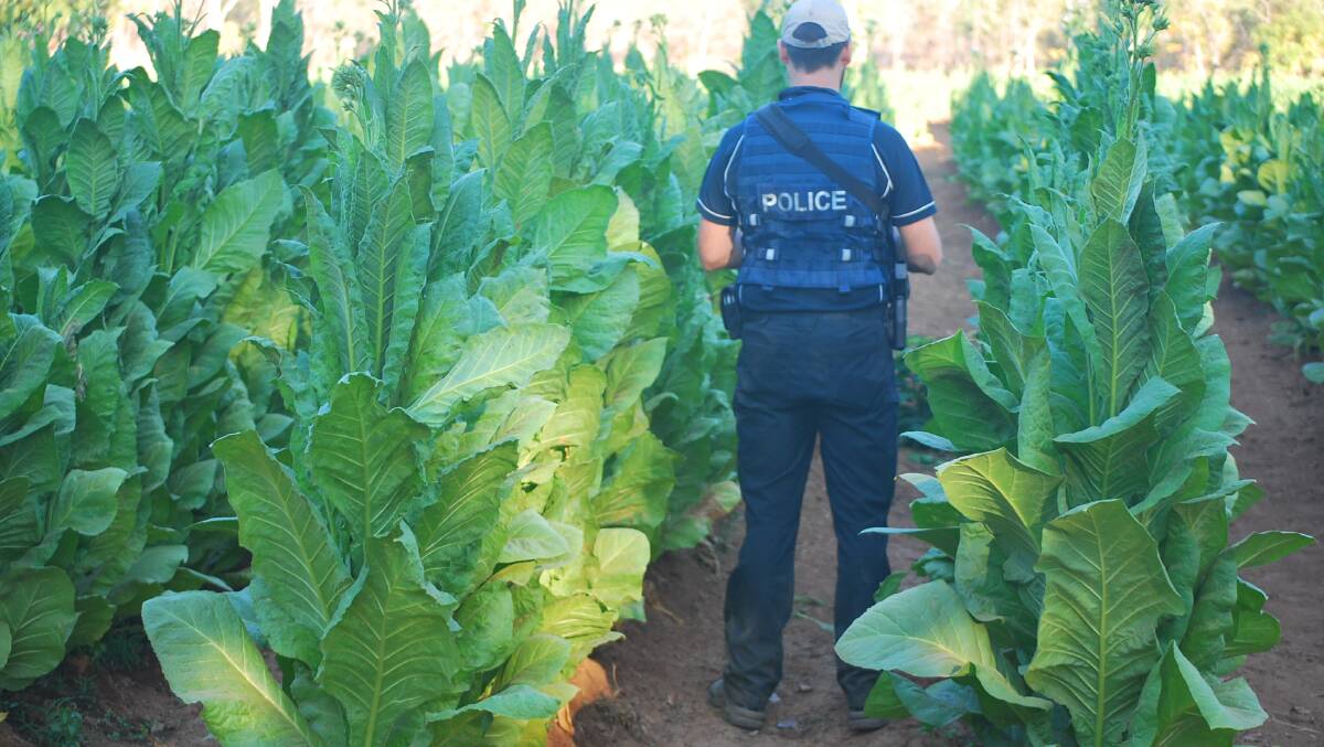 The investigation into a big illicit tobacco crop near Katherine is continuing. Picture: supplied.
