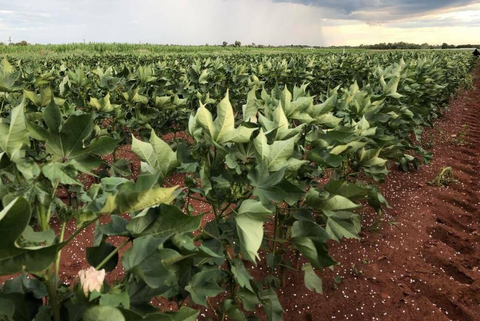 There is continued investment in the search for irrigation to water broadacre crops in the Northern Territory.
