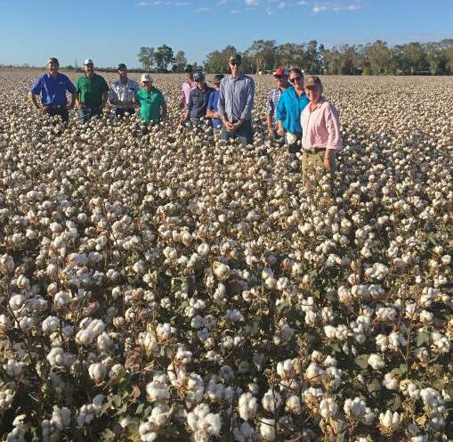 Growers and industry representatives from the Territory have toured Queensland cotton farms.
