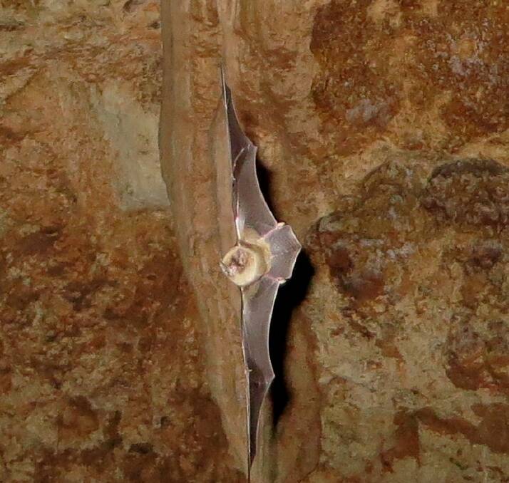 HAPPY FLIERS: Insectivorous bats are small but they have a few fancy tricks up their flappy little sleeves. Kintore cave pictures: Patrick Giles.