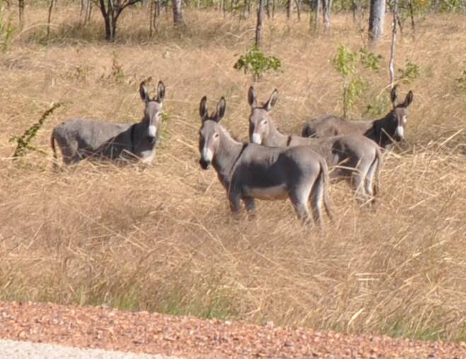 Wild donkeys just off the Stuart Highway near Pine Creek.