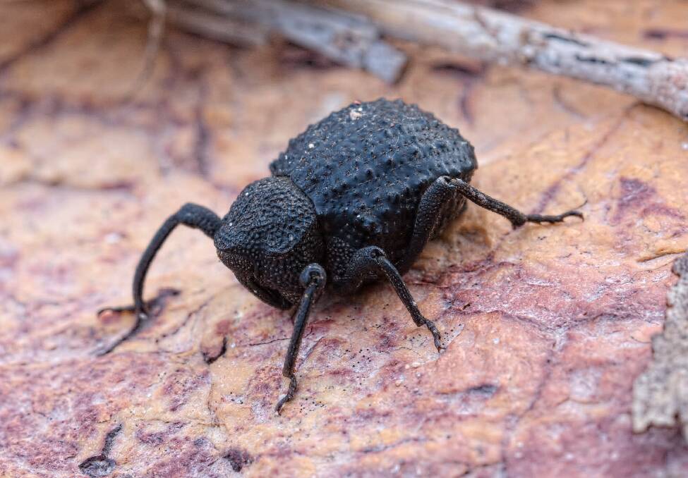 Tentegia amplipennis the dung weevil only weevil in the world known to utilise dung like scarab beetles do. Specialises on marsupial dung. Picture: Tissa Ratnayeke.
