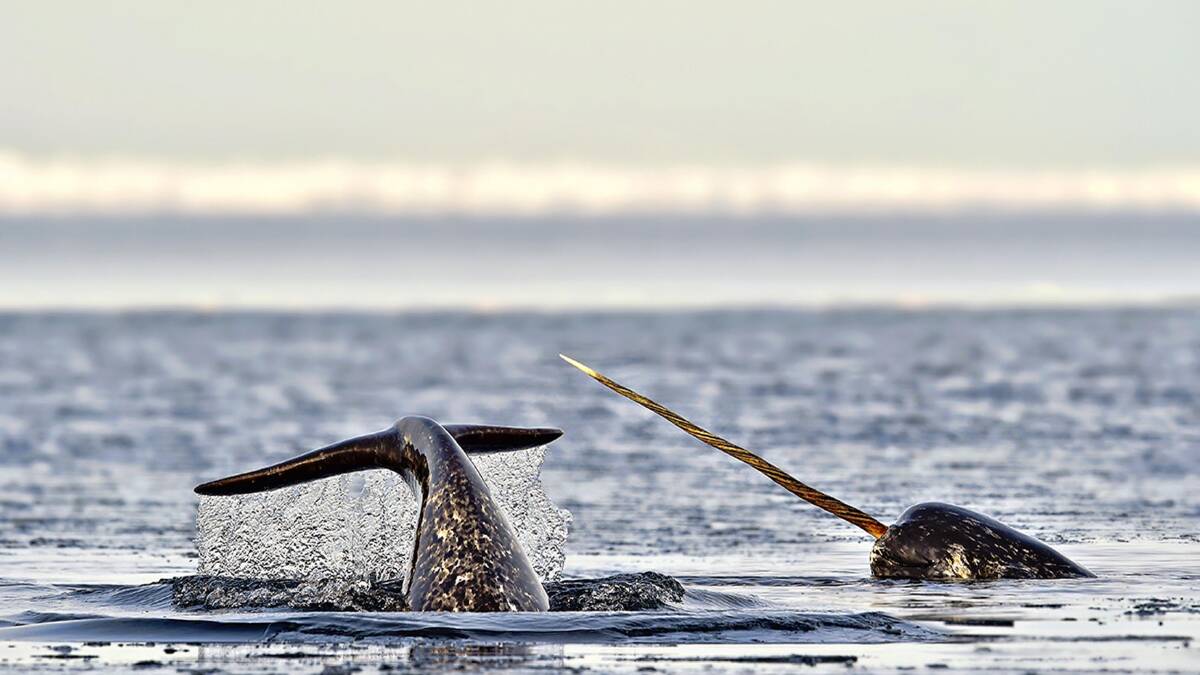 A couple of narwhals [ED NOTE: SPELLING OK] frolicking … a striking, tusked whale labelled the ‘unicorn of the sea’. Image: Michelle Valberg. 
