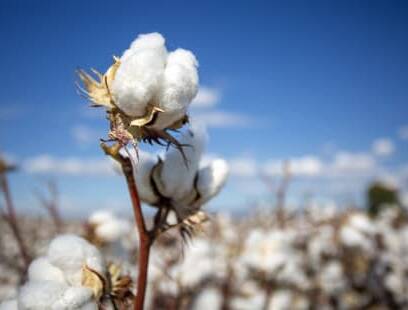 There is great promise in the NT cotton industry. Photo supplied. 
