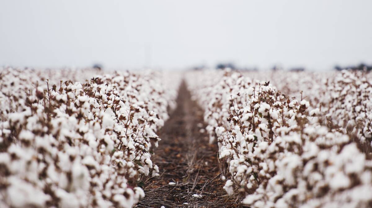 INDUSTRY GROWTH: According to industry leaders, the cotton sector in the Northern Territory is expected to grow. Photo: Shutterstock