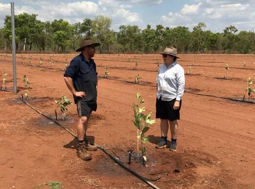 START OF TRIALS: Manbulloo Ballongilly manager, Trevor Nelson and Manbulloo managing director, Marie Piccone in the jackfruit trial block at Ballongilly. Photo: Supplied