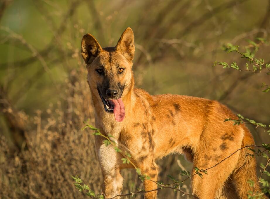 KEEP THEM AROUND: Landholders for Dingoes are encouraging graziers across the country keep dingoes around for the benefits they provide. Photo: Angus Emmott 