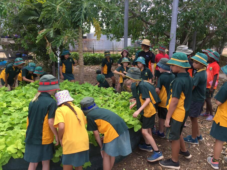 On the hunt: Katherine South Primary School students look for garden pests during a biodiversity session.