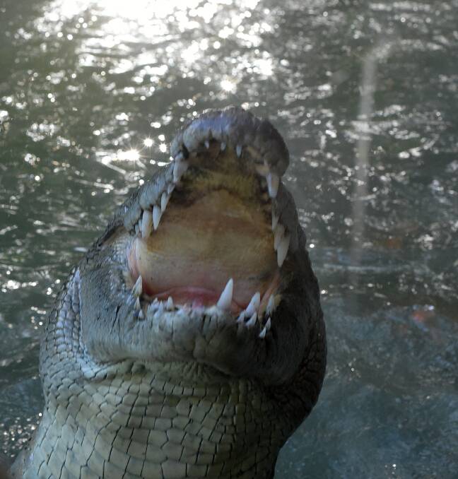 The Queensland Civil and Administrative Tribunal was told that people working with crocodiles need to always be prepared for a situation to shift from no danger to absolute danger within a second.