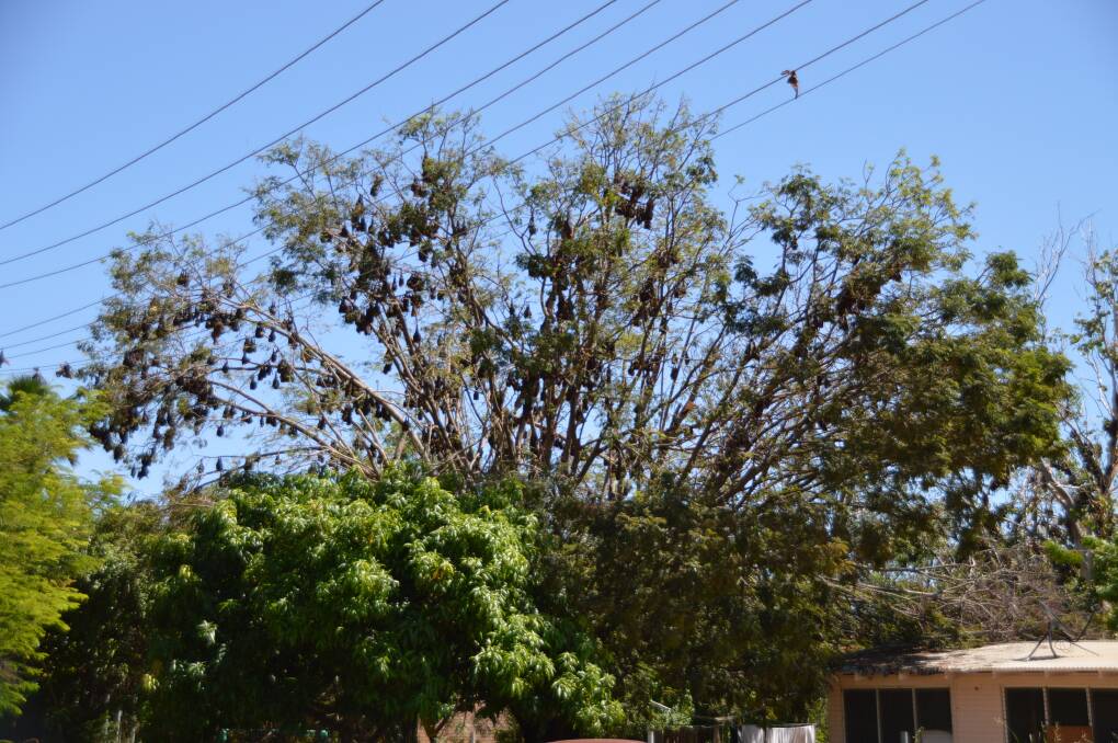 UNWELCOME GUESTS: Hundreds of little red flying foxes make themselves at home in the backyard of a frustrated Prior Court resident on April 11.