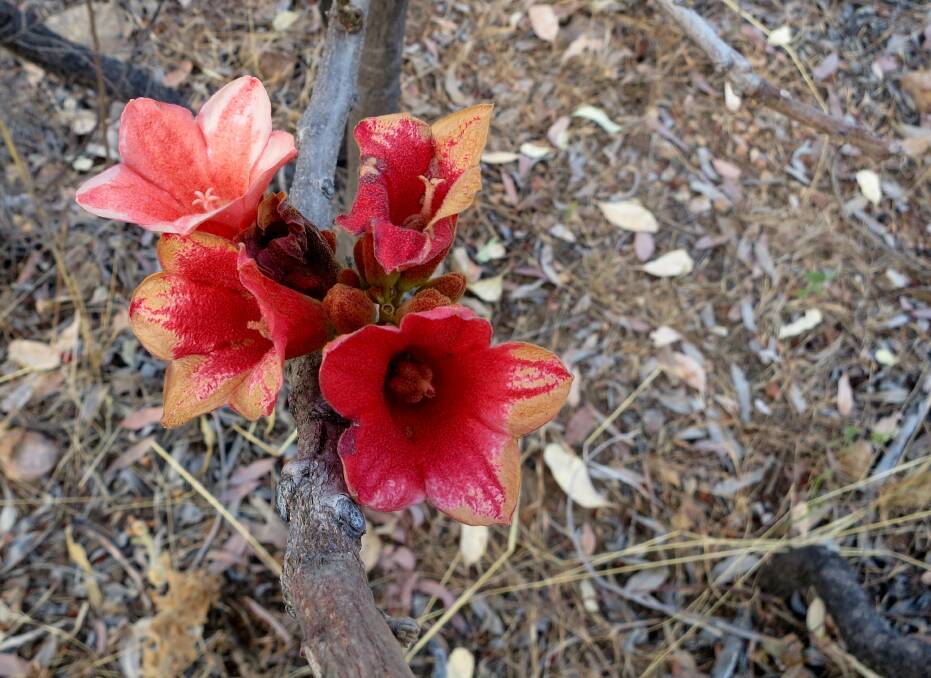 CAUTION NEEDED: The red-flowered kurrajong is magnificent, however, its seeds are covered in dangerous hairs that require extreme caution.