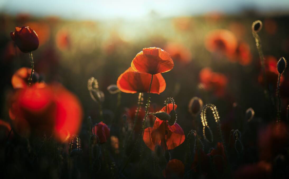 Remembrance Day: The poppy is well known as a symbol of this day of contemplation.