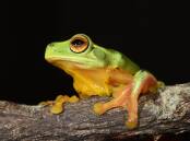 Litoria gracilenta (graceful tree frog) on the Border Ranges, NSW. Picture: Dr Jodi Rowley
