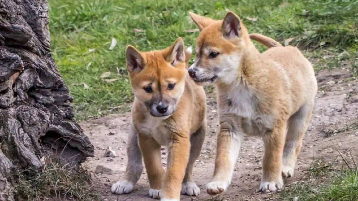 The science of dingoes: What are they if they're not dogs?