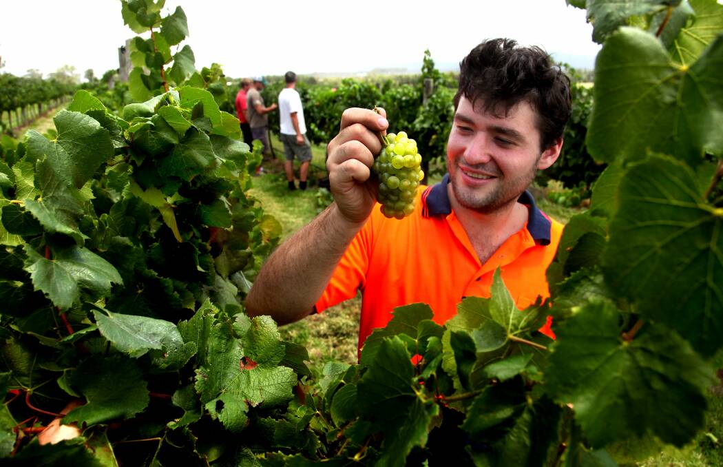 SUPER QUANDARY: The proposed backpacker tax may have been wound back to 19pc but there are questions of the role of superannuation and whether growers should have to pay it.