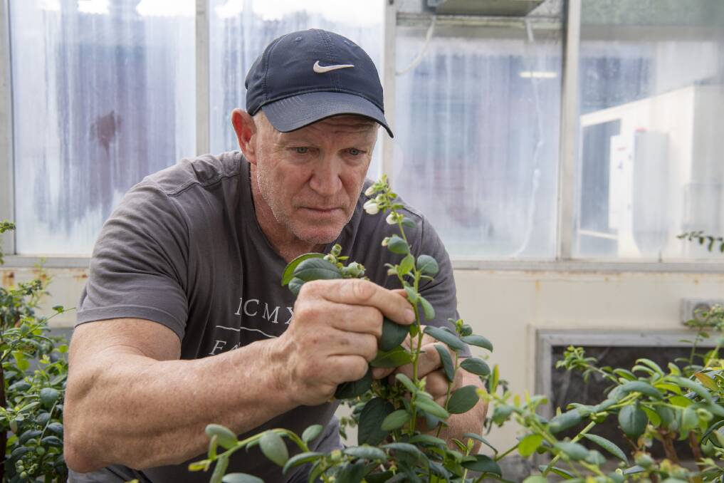 CLOSE UP: WA DPIRD research scientist, Dr David Cook, is examining the performance of native flies as pollinators, as a supplement to bees, in avocado orchards and blueberry crops as part of a national project.