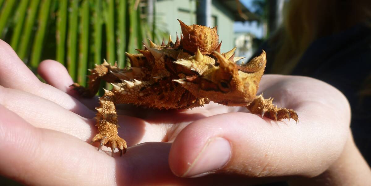 LITTLE DEVIL: The ochre, black and sand coloured spikes give the Thorny Devil a perfectly camouflaged body as it moves around during the day.
