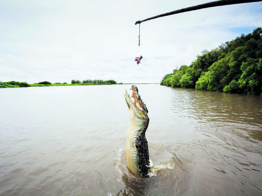 The jumping crocs of the Adelaide River. The perfect day trip when in Darwin. Picture: Supplied 