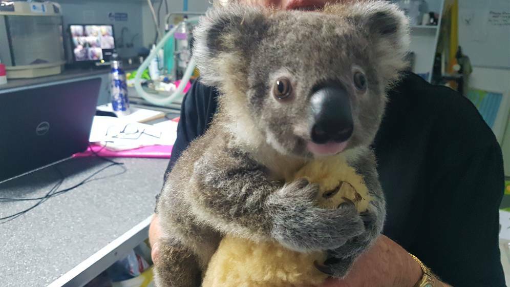 Koala Street Keli at the Port Macquarie Koala Hospital. Photo: supplied