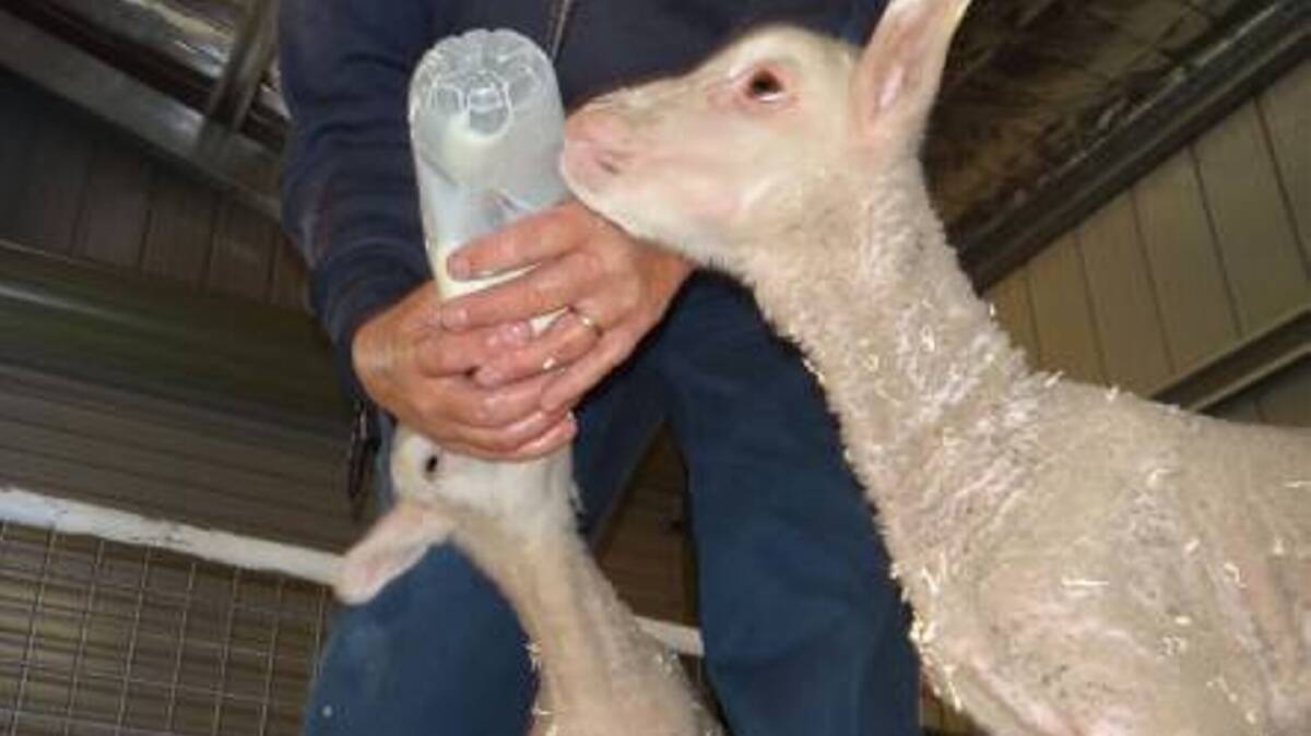 Tucker time at Cooma Correctional Centre's lamb program.