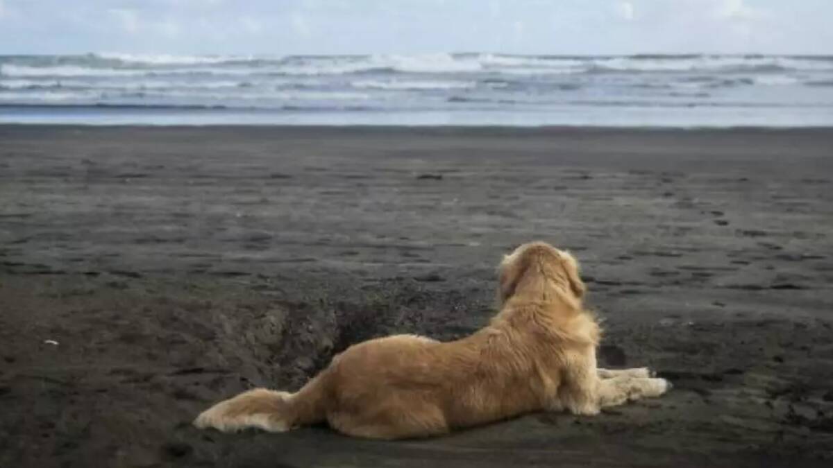 Milo waits patiently on the beach for his owner, Dayne Maxwell, to come in from surfing. Photo: Chris McKeen