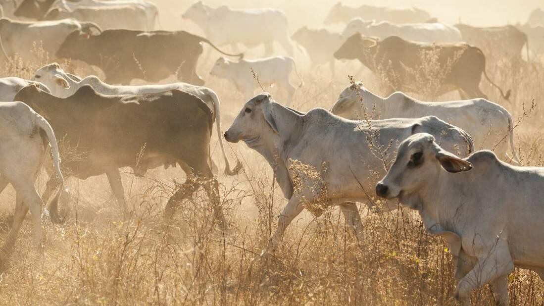 Pastoralists say their livestock is being targeted by hunters. 