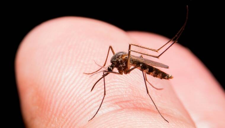 Dengue mosquito was detected during surveillance between February 22-26. Picture: Supplied. 