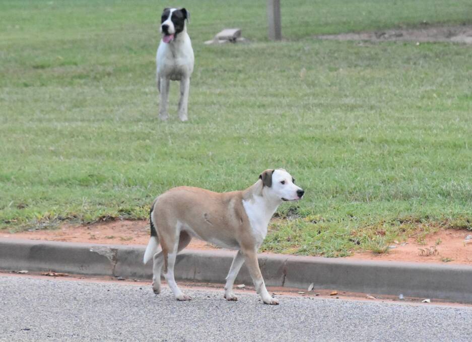Stray dogs are a regular site on Katherine's streets and social media groups. 