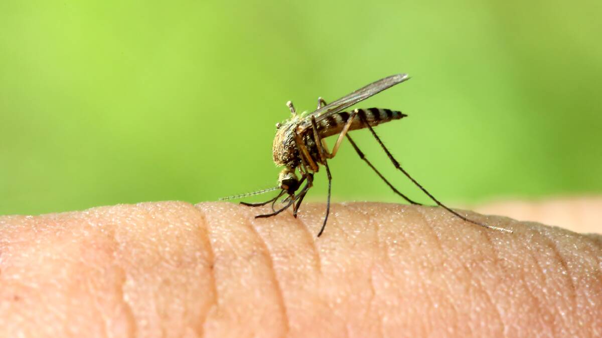 Kunjin Virus and MVE are carried by mosquitos. 