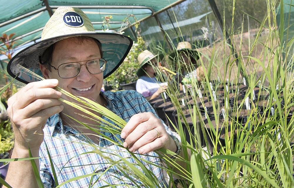 Dr Sean Bellairs said three species of native rice could be farmed in Northern Australia. 